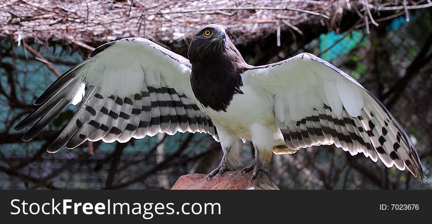 An eagle spreading wings on a rock. An eagle spreading wings on a rock