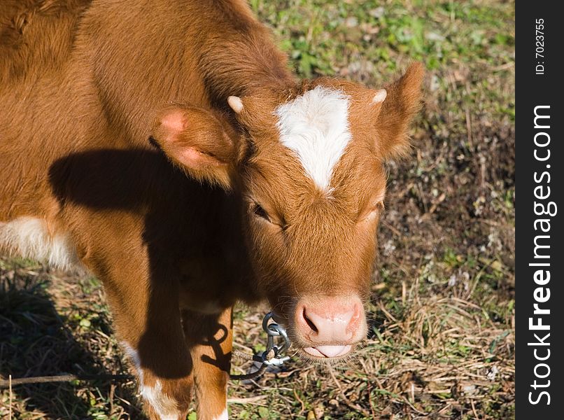 Young cute red calf walking