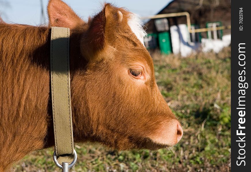 Young cute red calf on walking