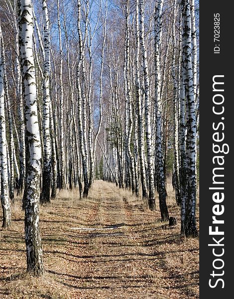 Birch path in autumn forest