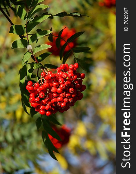 Red berries of rowanberry on background sheets