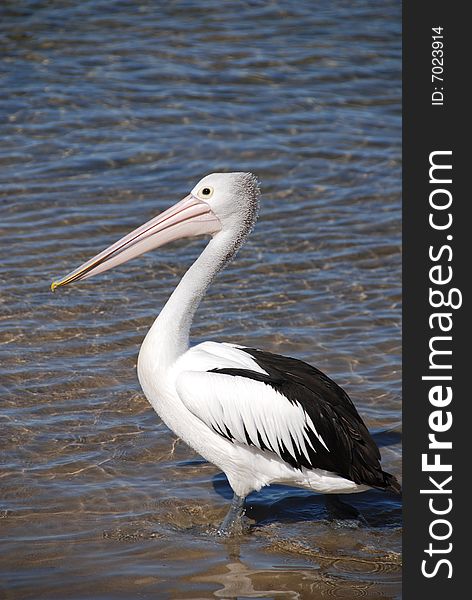 Pelican stands in shallow water on the Australian coast. Pelican stands in shallow water on the Australian coast