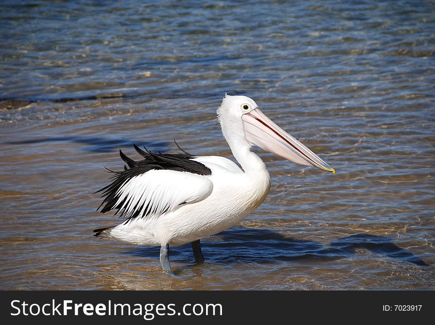 Pelican stands in shallow water on the Australian coast. Pelican stands in shallow water on the Australian coast