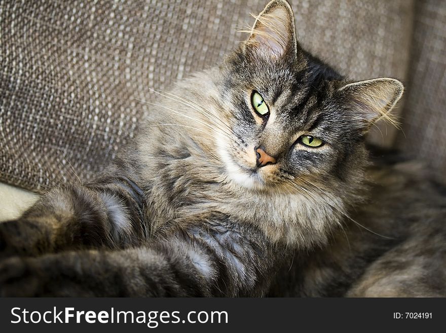 A household longhair cat portrait