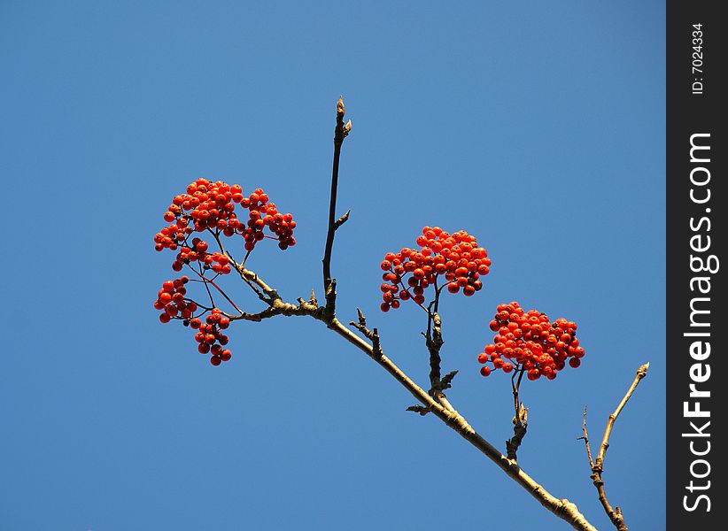 Red berries of rowanberry on background blue sky