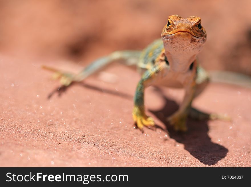 Alert and vigilant posture of Eastern Collared Lizard (yellow-headed subspecies), Crotaphytus collaris, Canyonlands, Utah, USA. Alert and vigilant posture of Eastern Collared Lizard (yellow-headed subspecies), Crotaphytus collaris, Canyonlands, Utah, USA