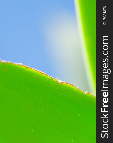 Fresh green leaf and blue sky (blank space for text)
