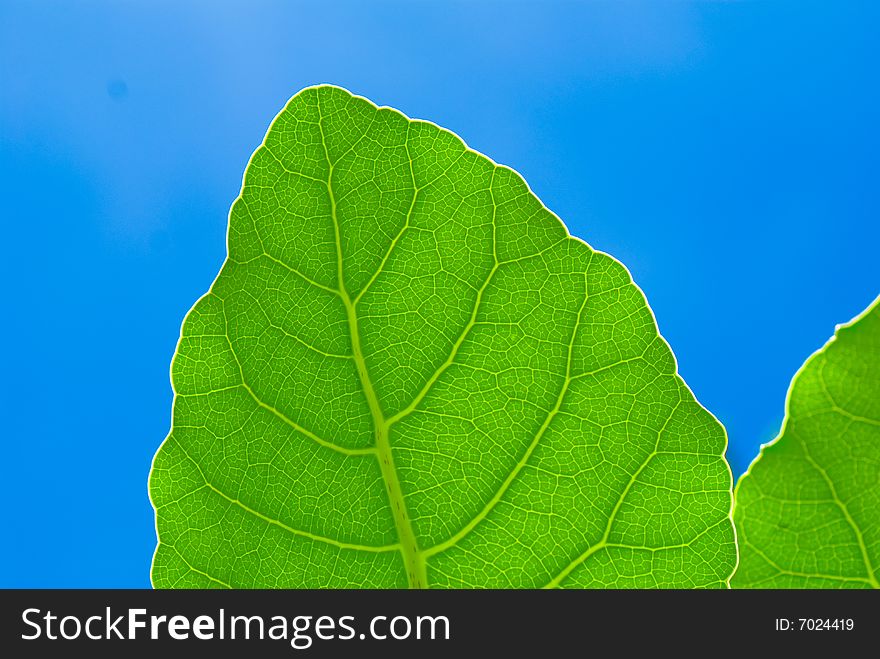 Fresh green leaf and blue sky (blank space for text)