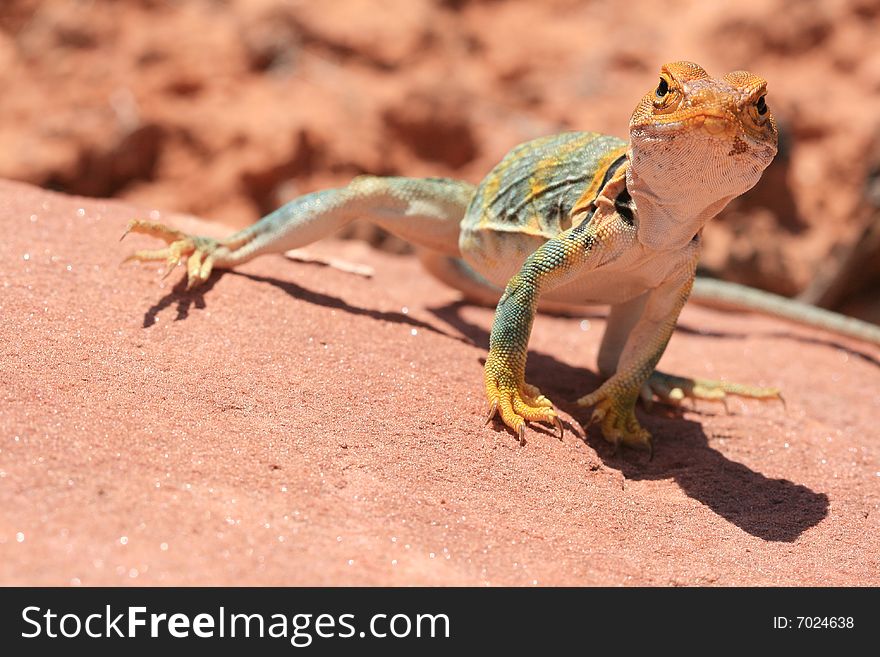 Alert and vigilant posture of Eastern Collared Lizard (yellow-headed subspecies), Crotaphytus collaris, Canyonlands, Utah, USA