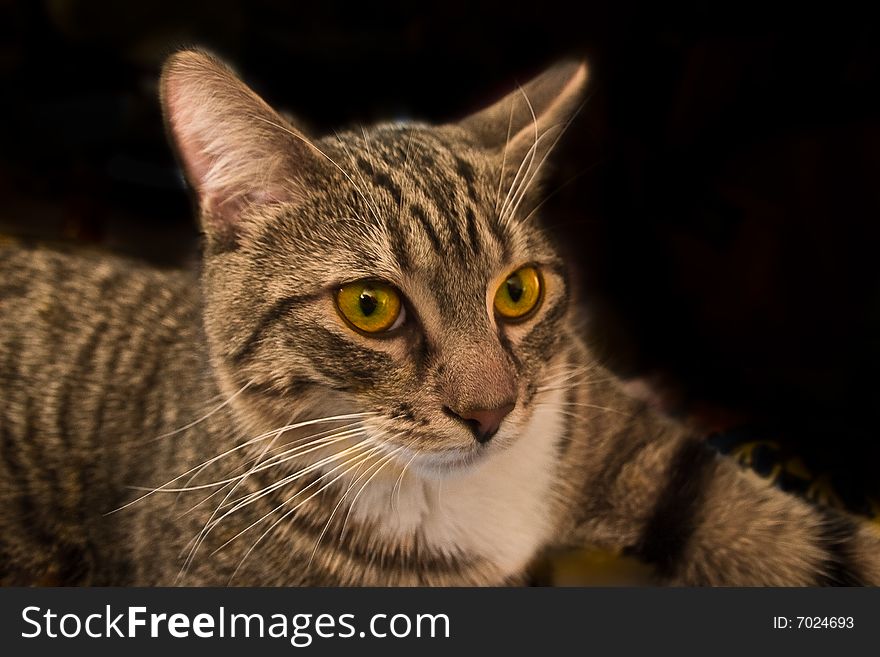 Cat's eyes glowing in the dark. halloween background