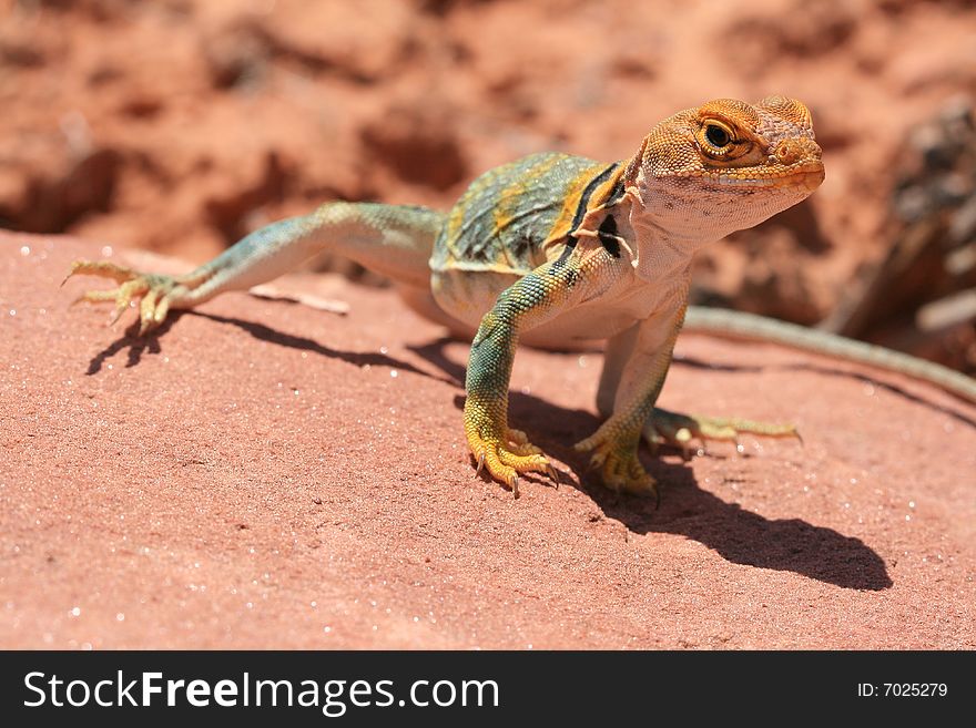 Alert and vigilant posture of Eastern Collared Lizard (yellow-headed subspecies), Crotaphytus collaris, Canyonlands, Utah, USA