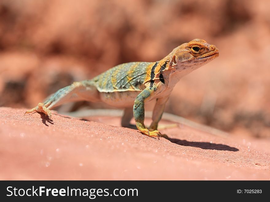 Alert and vigilant posture of Eastern Collared Lizard (yellow-headed subspecies), Crotaphytus collaris, Canyonlands, Utah, USA