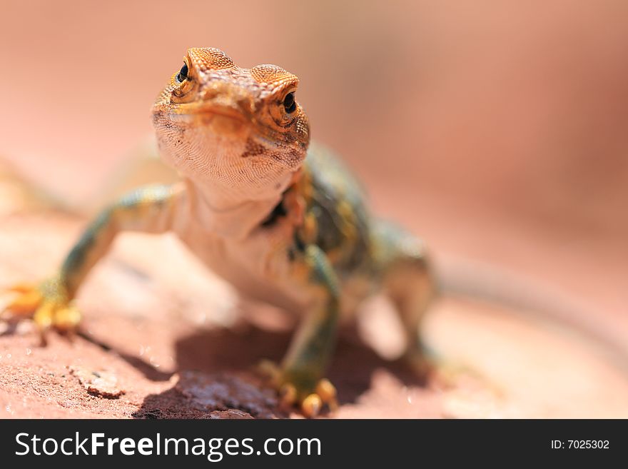 Alert and vigilant posture of Eastern Collared Lizard (yellow-headed subspecies), Crotaphytus collaris, Canyonlands, Utah, USA