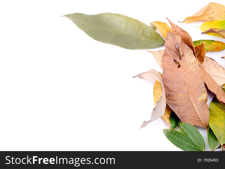 Colorful autumn leaves isolated on white background. Colorful autumn leaves isolated on white background