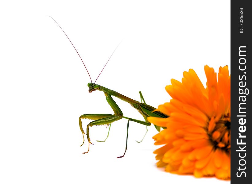 Adult male praying mantis walking out from behind and orange flower. Isolated on white background. Adult male praying mantis walking out from behind and orange flower. Isolated on white background.