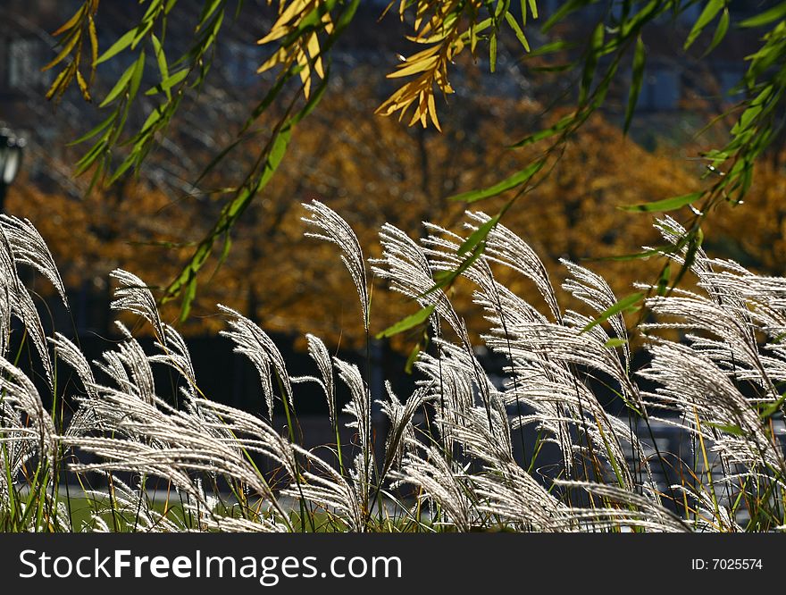 This was shot at the bank of East River of New York City on Nov. 9, 2008. This was shot at the bank of East River of New York City on Nov. 9, 2008