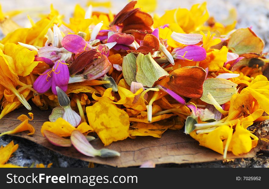Colorful petals,flower petals on the ground