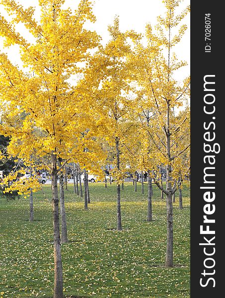 Ginkgo and meadows in autumn. Ginkgo and meadows in autumn