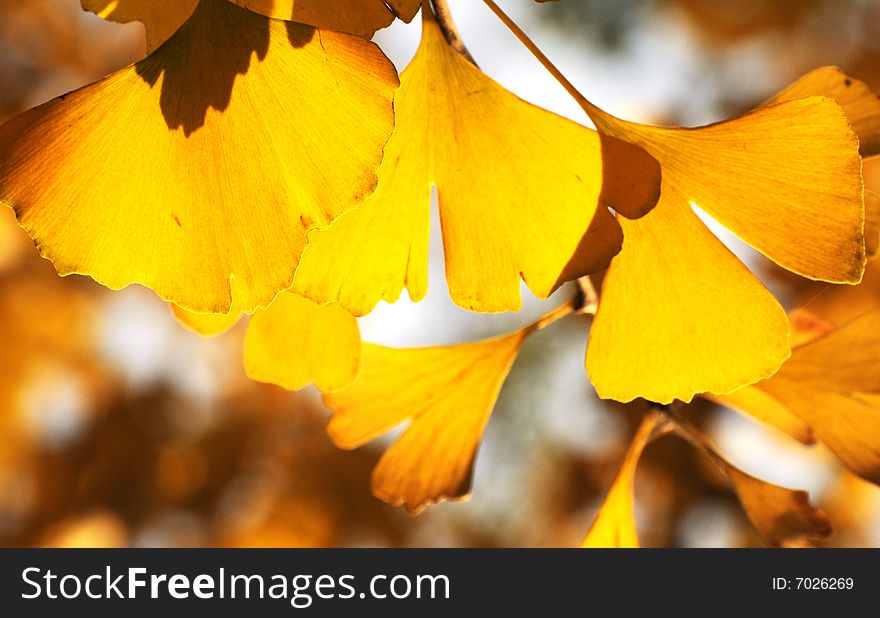 Yellow ginkgo leaves in autumn,. Yellow ginkgo leaves in autumn,