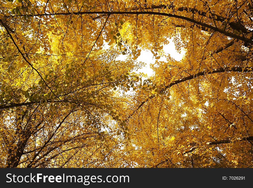 Yellow ginkgo leaves in autumn, fall is coming. Yellow ginkgo leaves in autumn, fall is coming
