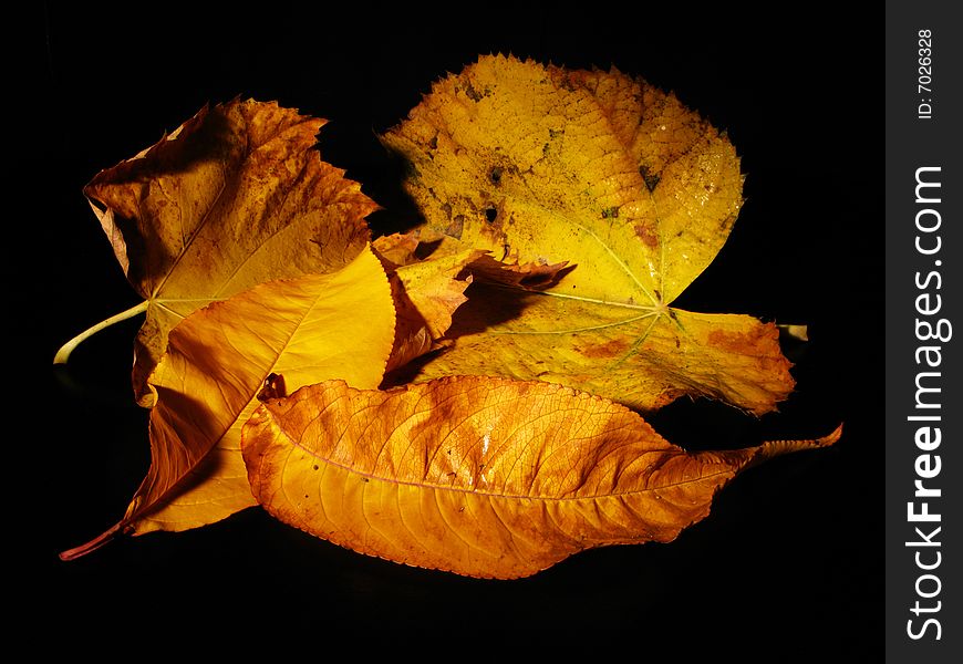 Leaves with the colors of the fall. Leaves with the colors of the fall