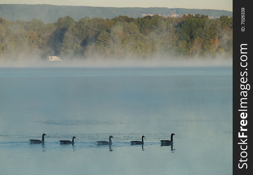 Geese on a foggy morning