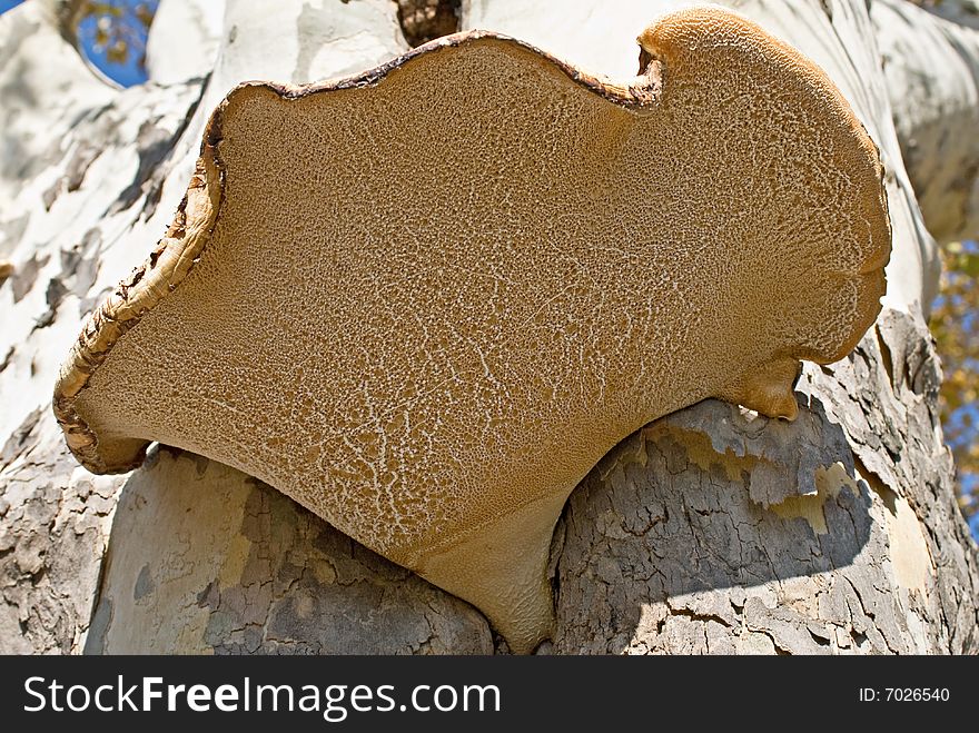 Underside view of the Dryads Saddle Fungus or Pheasants Back Mushroom which grows mainly on Elm trees in USA. Underside view of the Dryads Saddle Fungus or Pheasants Back Mushroom which grows mainly on Elm trees in USA.