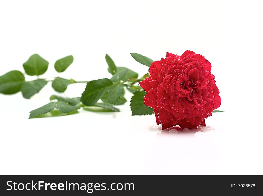 Bright red rose with water drops isolation on a white background