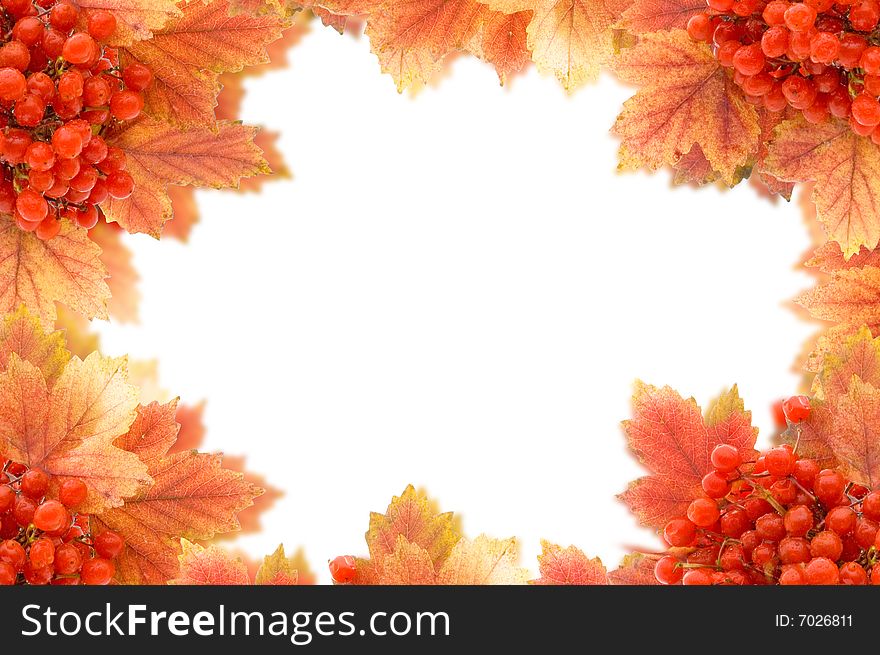 Autumn background with red ashberries