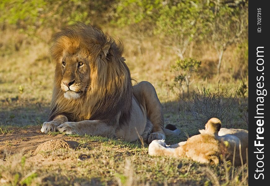 A mating pair of lions rest in the shade