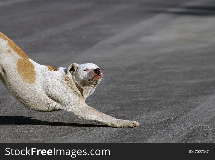 A sunny sunday, and this dog trying to wake up. A sunny sunday, and this dog trying to wake up.