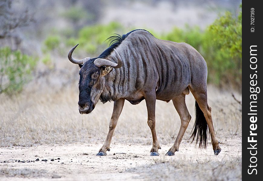 A lone Wildebeest Bull walks to the river