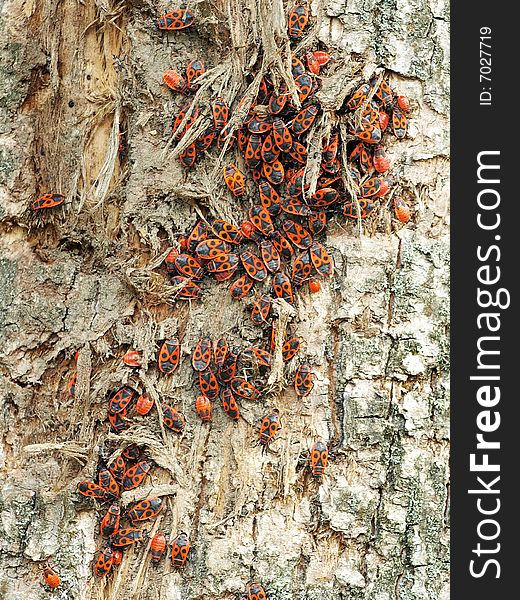 Large Colony Of Red Bugs Over Old Linden Tree
