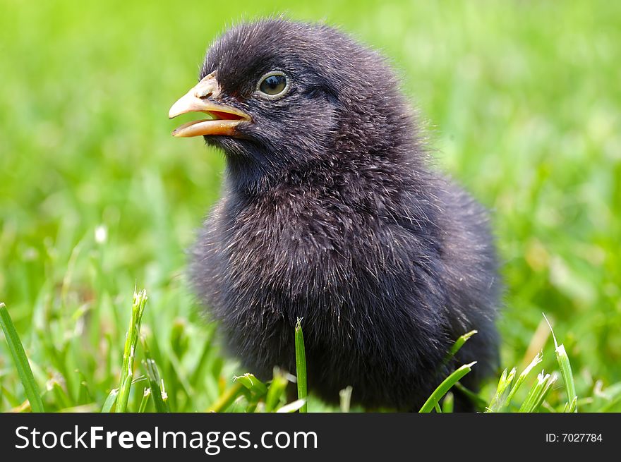 Newborn chick on green grass
