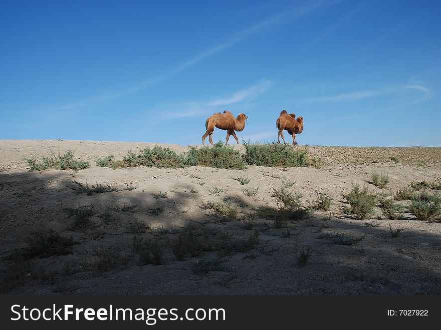 Camel--we Are Freedom