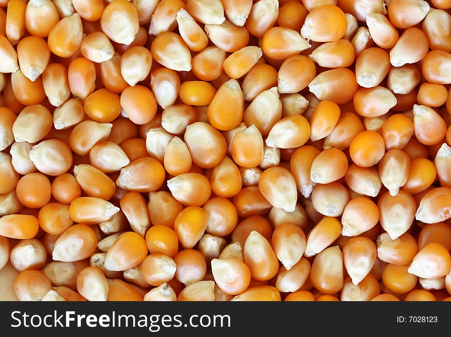 Macro shot of popcorn kernels as a background. Macro shot of popcorn kernels as a background