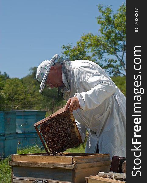 A beekeeper in veil at apiary among hives. Summer, sunny day. A beekeeper in veil at apiary among hives. Summer, sunny day.