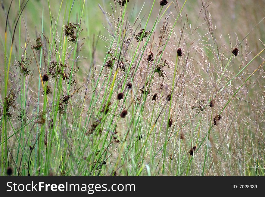 Summer Field