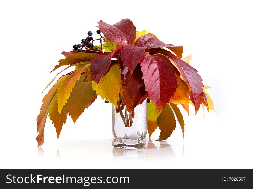 Leafage of wild grape on white background