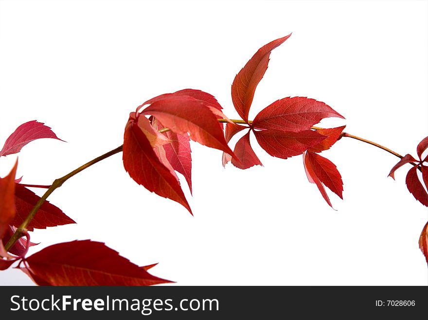 Leafage of wild grape on white background