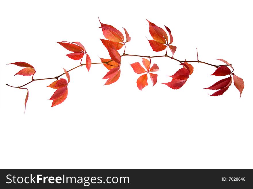 Leafage of wild grape on white background