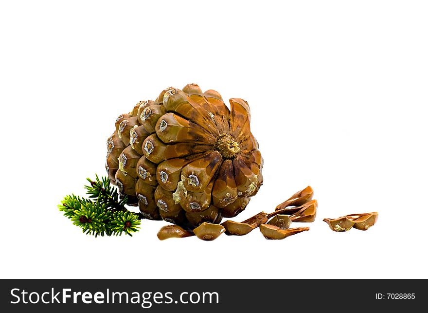 Ripened cone of a cedar Himalaya with seeds. Ripened cone of a cedar Himalaya with seeds