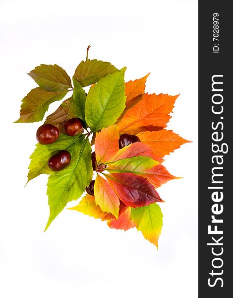 Leafage of wild grape on white background