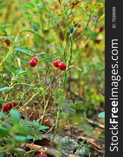Berries growing in the forests of Russia, Cheboksary, Chuvash, Mari-El. Berries growing in the forests of Russia, Cheboksary, Chuvash, Mari-El