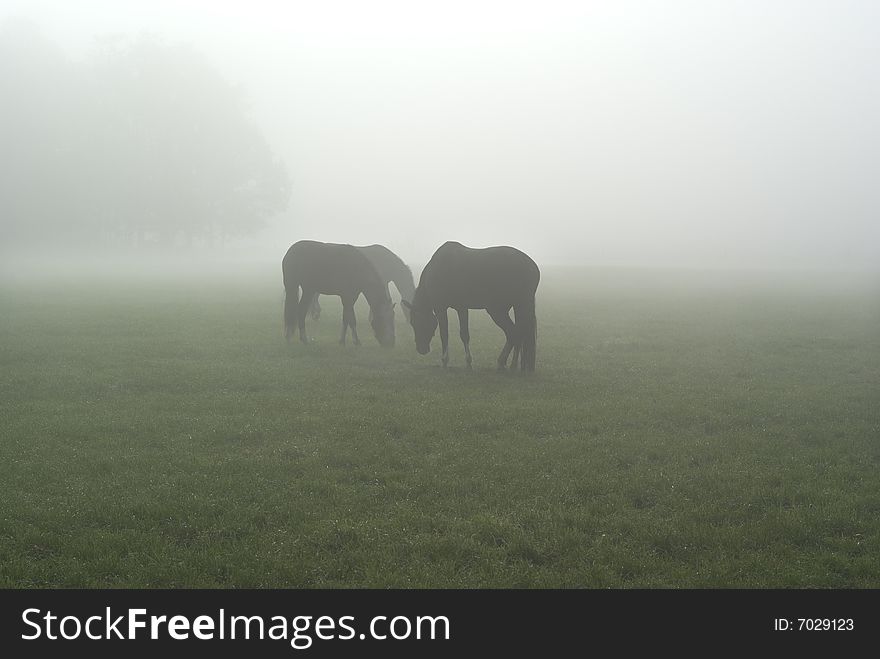 Three horses standing in a foggy meadow. Three horses standing in a foggy meadow.