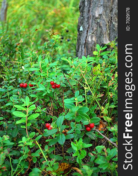 Berries growing in the forests of Russia, Cheboksary, Chuvash, Mari-El. Berries growing in the forests of Russia, Cheboksary, Chuvash, Mari-El