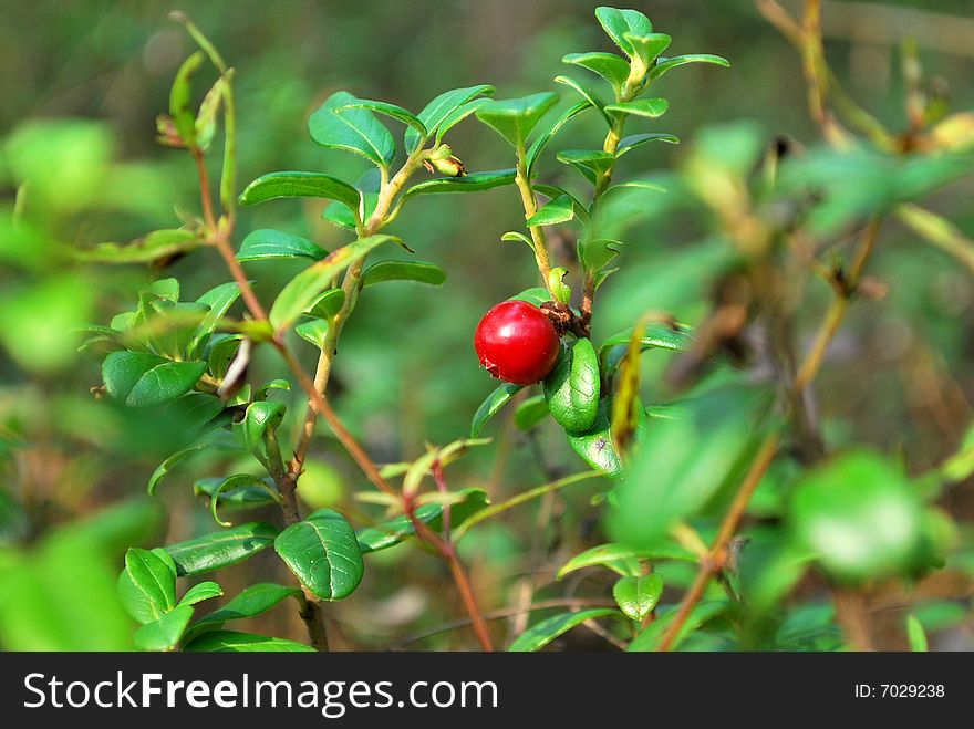 Berries Cranberries