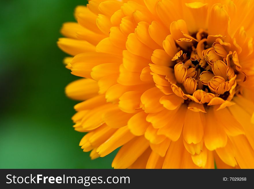 Yellow flower in the green field. Yellow flower in the green field