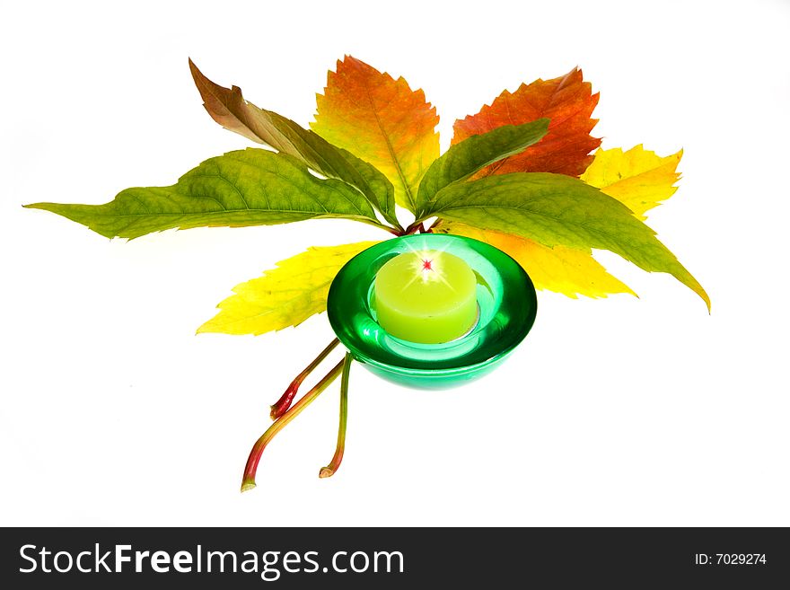 Leafage of wild grape on white background