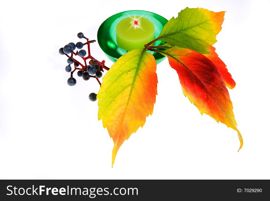 Leafage of wild grape on white background